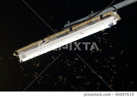 Flying termites (alates) 80897619