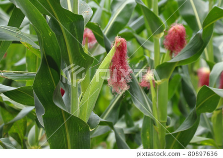 Young sweet corn on the tree Young sweet corn on the tree 80897636