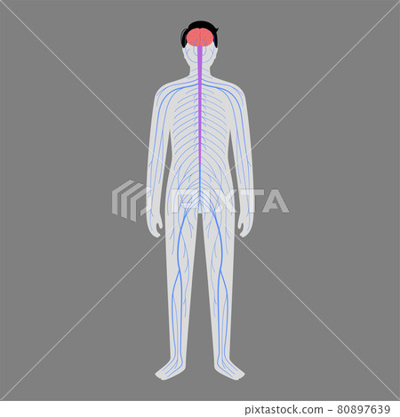 Human nervous system Human nervous system 80897639
