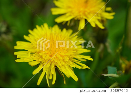 Dandelion Dandelion 80897643