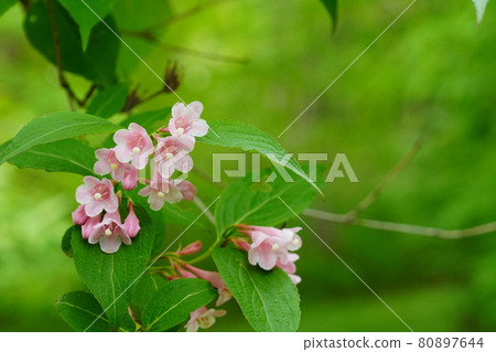 Flowers Flowers 80897644