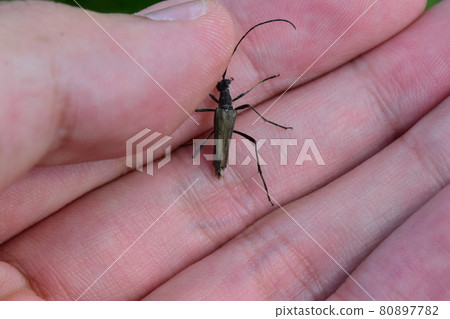 Collecting longhorn beetle Collecting longhorn beetle 80897782