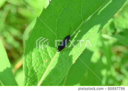 A kind of click beetle A kind of click beetle 80897786
