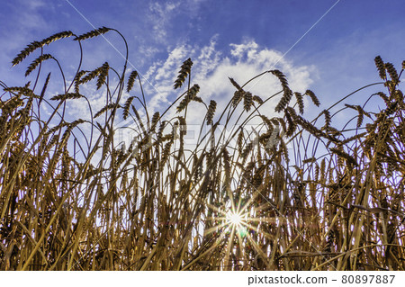 Wheat Ears Ripen in a Field Against a Blue Sky Background 80897887