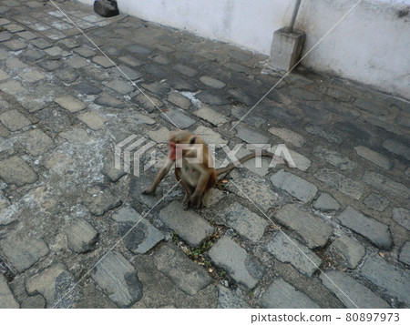 Dambulla wild monkey Dambulla wild monkey 80897973