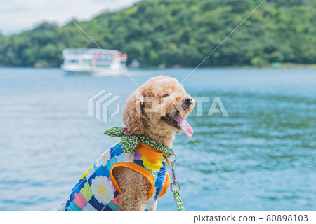 Walk with a dog 80898103