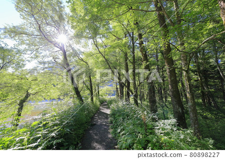 上高地：從大正池到田代池到河童橋 80898227