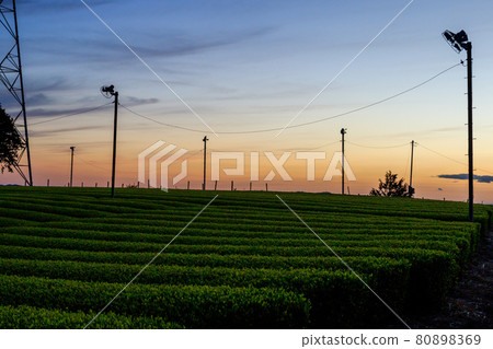 [Tea garden] Tea plantation at dusk 80898369