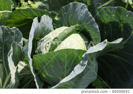 Cabbage leaves illuminated by rising rays of sun closeup 80898691
