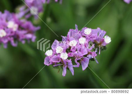 Purple statice flowers on field. Bright wildflowers 80898692