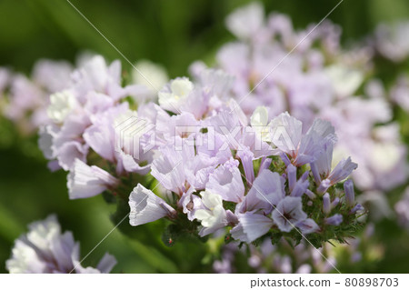 Statice flowers or sea lavender on field closeup Statice flowers or sea lavender on field closeup 80898703