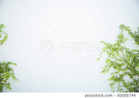 Wall ivy 80898744