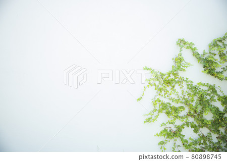 Wall ivy Wall ivy 80898745