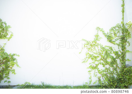 Wall ivy 80898746