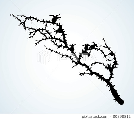 Branch of Blackthorn. Vector drawing 80898811