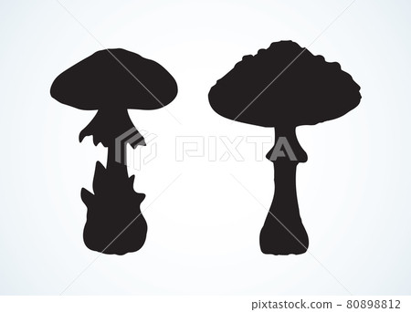 Poisonous fungus. Vector drawing Poisonous fungus. Vector drawing 80898812