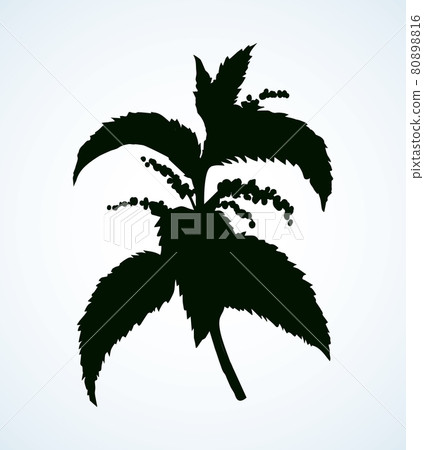 Nettles. Vector drawing Nettles. Vector drawing 80898816