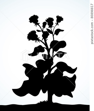 Big blooming burdock. Vector drawing Big blooming burdock. Vector drawing 80898817