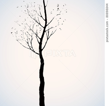 Birch. Vector drawing 80898844