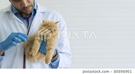 Veterinarian or health care animal concept. Veterinary man wear uniform, glove with stethoscope Veterinarian or health care animal concept. Veterinary man wear uniform, glove with stethoscope 80898901