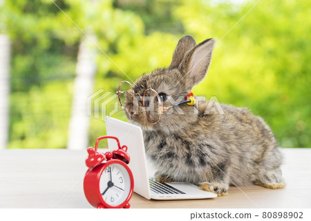 Easter holiday animal, technology e-learning concept. Baby bunny brown and grey with small laptop 80898902