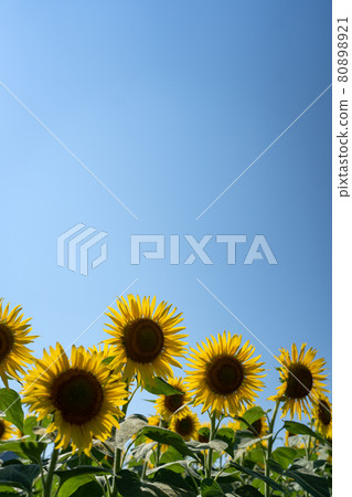 晴空複製空間和黃色仲夏向日葵 晴空複製空間和黃色仲夏向日葵 80898921