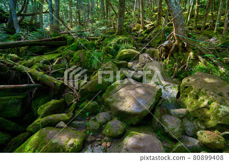 從長野縣知野市的烏澤礦泉到八岳（天狗山）黑百合平的山路（2250m） 80899408