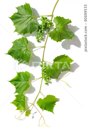Branch of immature grape vine on white background 80899535