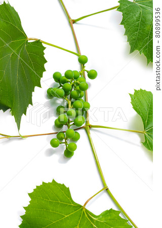 Branch of unripe grape vine on white background 80899536