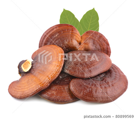 Ganoderma Lucidum Mushroom isolated on white background Ganoderma Lucidum Mushroom isolated on white background 80899569