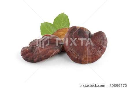 Ganoderma Lucidum Mushroom isolated on white background 80899570