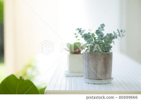盆栽植物 80899666