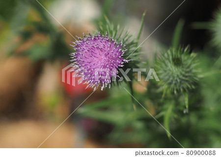 Thistle flowers 80900088
