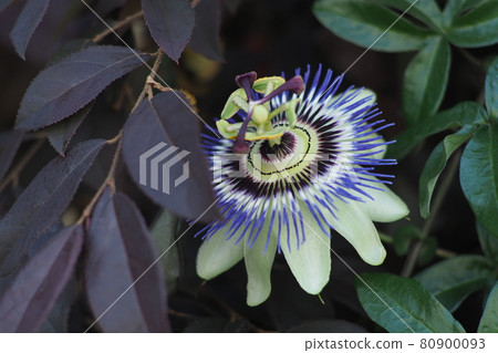 Passionflower flowers 80900093