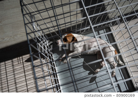 Sad dog Jack Russell Terrier lies in a cage. View from above 80900169