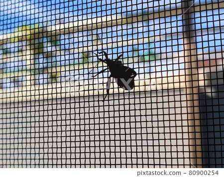 從房間看昆蟲在紗門前休息 80900254