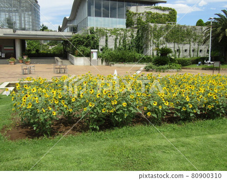  Speaking of summer flowers, yellow sunflower 80900310