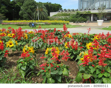 Speaking of summer flowers, yellow sunflowers and red salvia Speaking of summer flowers, yellow sunflowers and red salvia 80900311