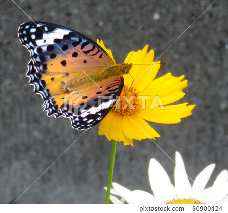 Butterflies Stuck in a Flower Butterflies Stuck in a Flower 80900424