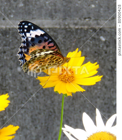 Butterflies Stuck in a Flower Butterflies Stuck in a Flower 80900428