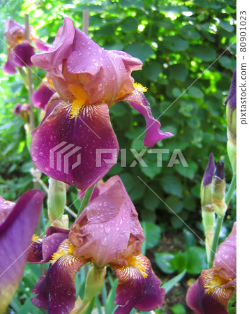 Purple iris with water droplets 80901023