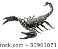 Scorpion isolated 80901071