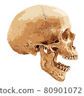 Human skull lateral 80901072