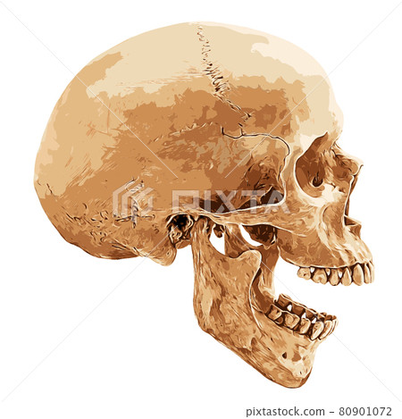 Human skull lateral 80901072