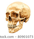 Human skull isolated 80901073