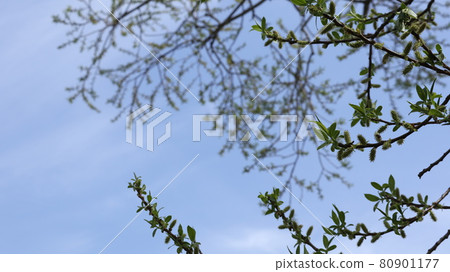 Sky and green 3 Sky and green 3 80901177