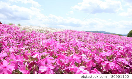 Moss phlox  80901190