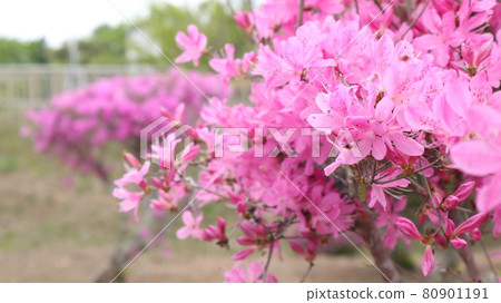 Azalea Azalea 80901191