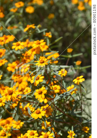 Narrowleaf zinnia 80901198