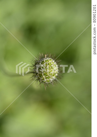Japanese pincushion flower 80901201
